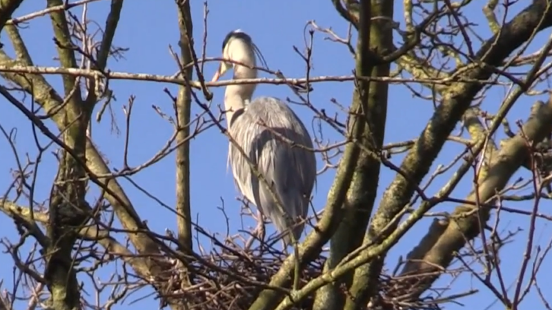 Lepelaars weer terug in de Alkmaarderhout