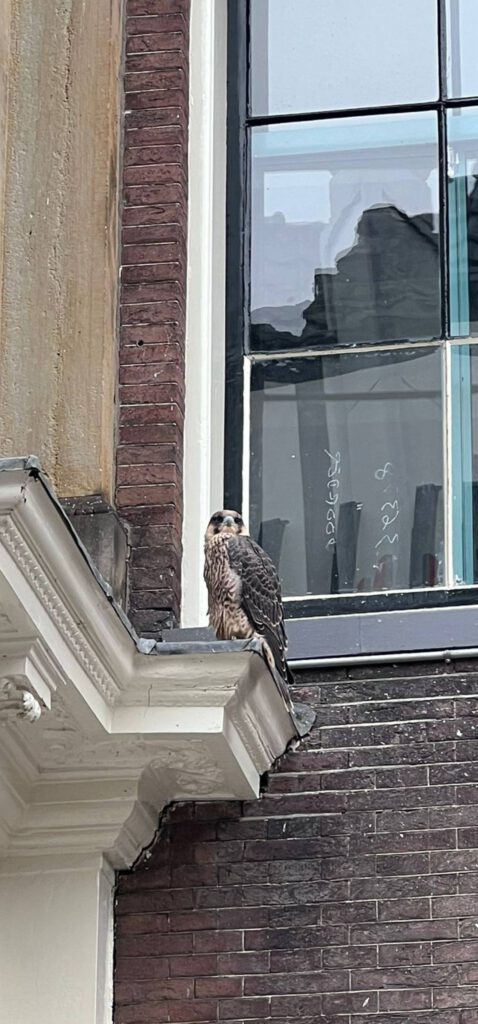 Opmerkelijke roofvogel op de Langestraat gevangen door brandweer in Alkmaar (FOTO'S)