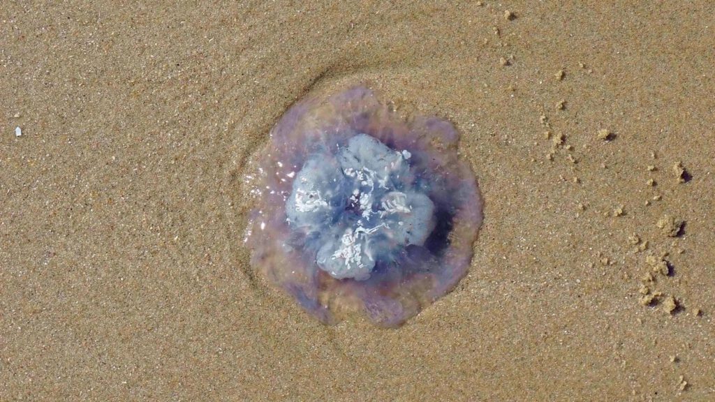Heerlijk weer zorgt voor kwallen op strand Egmond aan Zee
