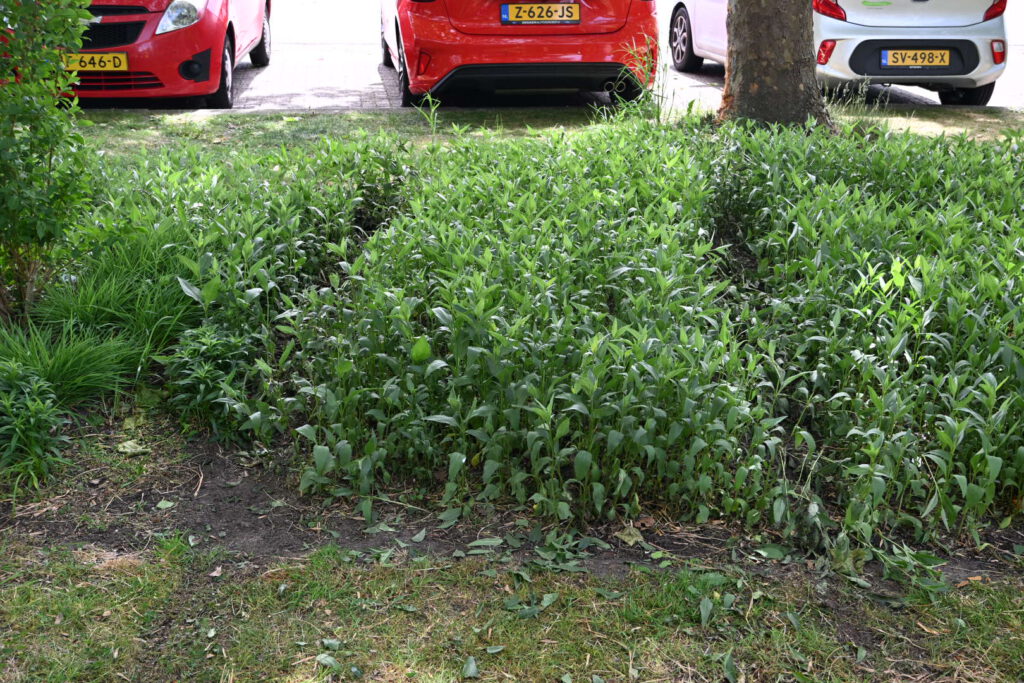 Auto botst tegen boom in Alkmaar