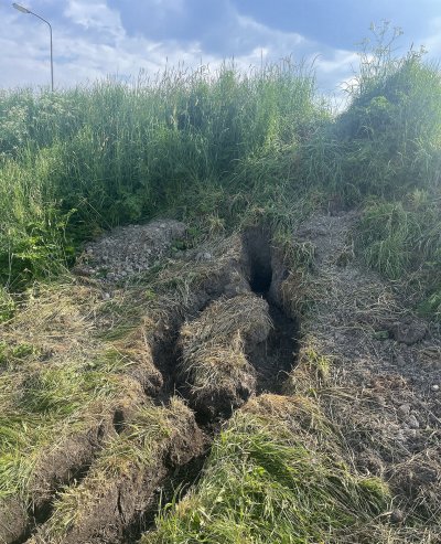 Groot gangenstelsel muskusratten in Westfriese Omringdijk