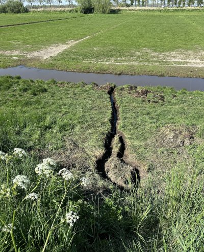 Groot gangenstelsel muskusratten in Westfriese Omringdijk
