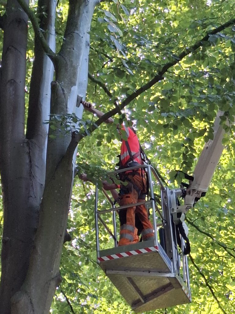 Beuken ingesmeerd met ‘zonnebrandcrème’ [FOTO'S]