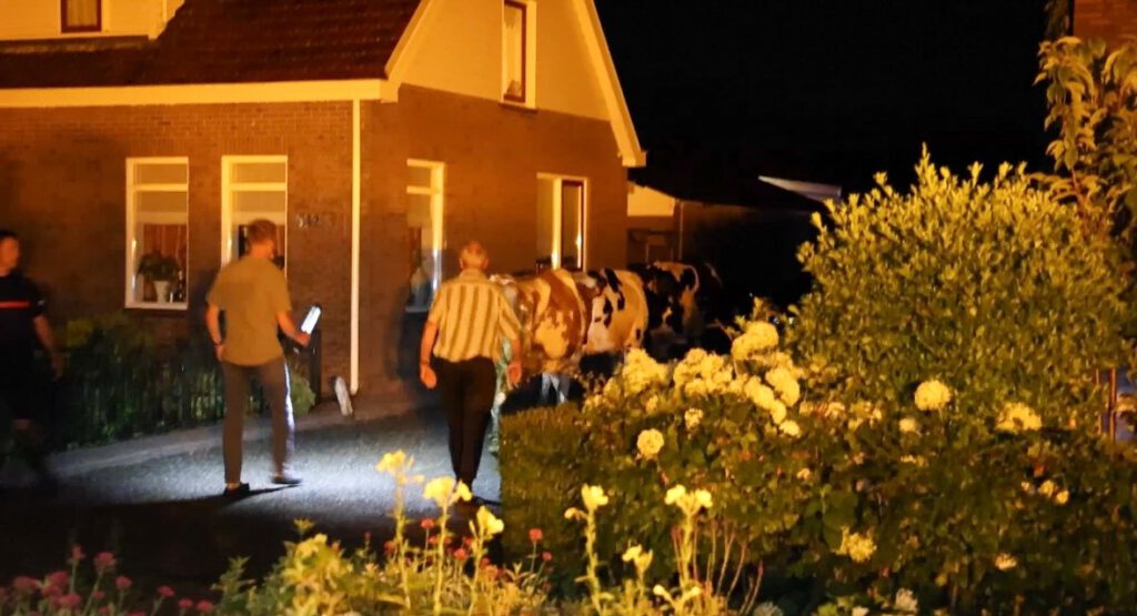 Zestig tal koeien ontsnapt en veroorzaken schade aan oplettende automobilist in Heerhugowaard