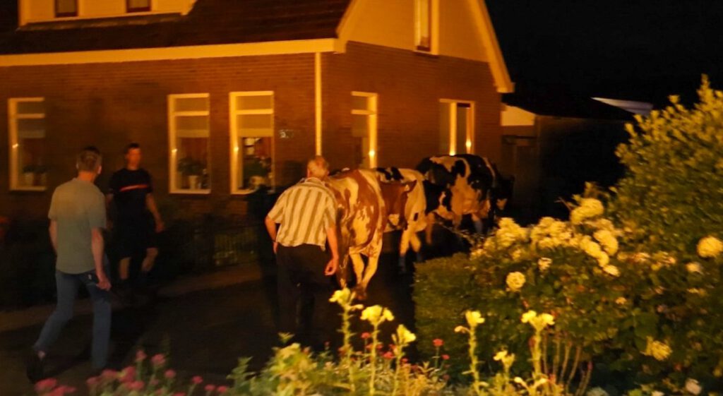 Zestig tal koeien ontsnapt en veroorzaken schade aan oplettende automobilist in Heerhugowaard